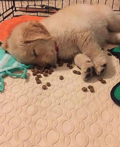 Perros Golden Retriever, Bulldog Francese, Super Cute Puppies, Dog Pics, Adorable Puppies, Really Cute Dogs, Cute Little Puppies, Labrador Retrievers, Baby Puppies