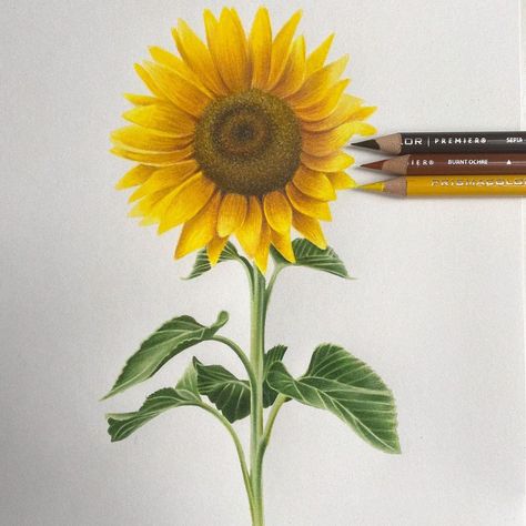 Scarlet ✍🏻 on Instagram: “🌻 sunflower coloured pencil drawing • • Materials used: @seawhiteofbrighton cartridge paper 📝 @prismacolor coloured pencils 🌈 @uniballco…” Sunflower Sketches, Prismacolor Drawing, Drawing Materials, Color Pencil Illustration, Sunflower Drawing, Sunflower Colors, Pen Art Drawings, Sunflower Painting, Colored Pencil Drawing