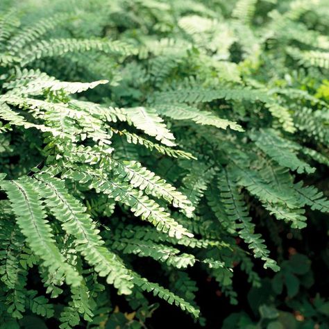 How to Plant and Grow Maidenhair Fern Adiantum Pedatum, New England Garden, Edging Plants, Creeping Phlox, Maidenhair Fern, Ferns Garden, Cardinal Flower, Native Plant Gardening, Landscape Edging