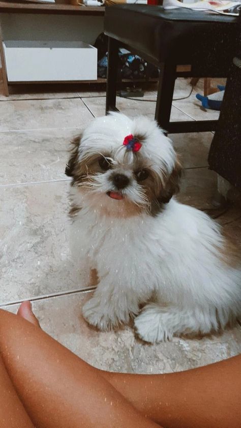 Shitzu Dog Snapchat Story, Dog Birthday Pictures, Shitzu Dogs, Shitzu Puppies, Cutee Animals, Beautiful Scenery Photography, Instagram Party, Baby Animals Pictures, Maltese Puppy