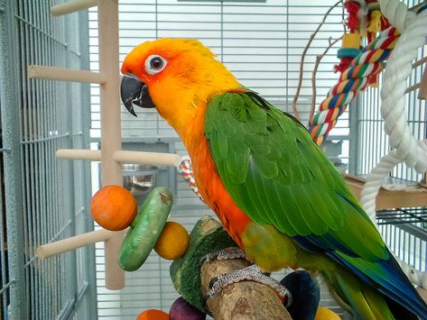 Our pet birds are highly intelligent creatures. As such, they require enrichment in many forms, including toys! Learn the importance of playtime and choosing the right toys for your pet bird: Diy Bird Toys, Conure Parrots, African Grey Parrot, Diy Birds, How To Make Toys, Human Interaction, Healthy Pets, Pet Bird, Bird Toys