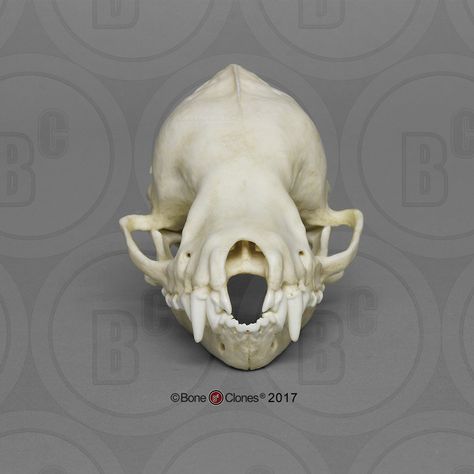 Cave Myotis Bat Skull 8 to 1 Scale Bones Reference, Bat Anatomy, Cave Dwelling, Dragon Poses, Bat Skull, Skull Reference, Bat Tattoo, Vulture Culture, Small Skull