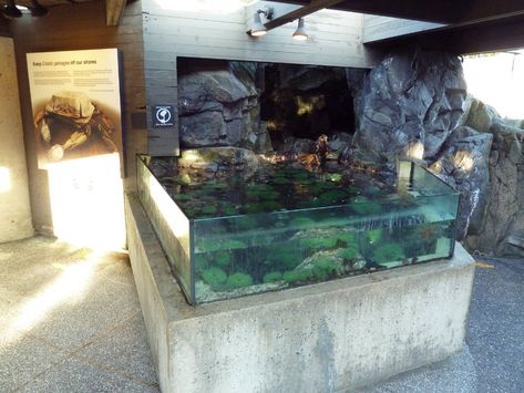 Tide Pool Aquarium, Touch Tank Aquarium, Miniature Theatre, Zoo Inspiration, Fish Room, Public Aquarium, Vancouver Aquarium, Animal Learning, Fishing Room