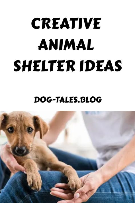 Creative animal shelter ideas. Dog Shelter Volunteer Aesthetic, Shelter Fundraiser Ideas, Animal Shelter Fundraiser Ideas, Dog Shelter Ideas, Dog Rescue Facility, Animal Sanctuary Ideas, Animal Shelter Donations, Animal Shelter Fundraiser, Animal Shelter Design