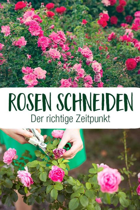 Rosen werden gleich zweimal im Jahr geschnitten. ✂ Im Herbst werden alle kranken und verblühten Pflanzenteile entfernt, damit diese keine Kraft mehr ziehen. Im Frühjahr folgt dann der große Rückschnitt. Dadurch wird das Wachstum nach der Winterruhe wieder angeregt. Weitere Tipps zum Schneiden eurer Rosen, gibt´s in unserem Ratgeberbeitrag. 🌹😃 Herbs