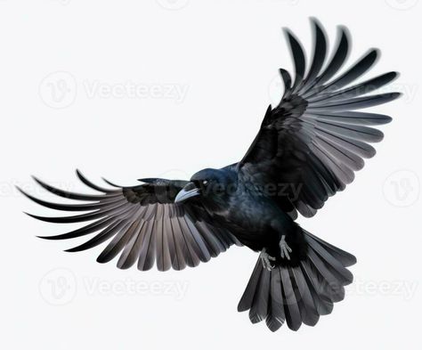 Raven Flying, Crows Artwork, Raven Images, Crow Flying, Crows Drawing, Tatoo Inspiration, Celtic Tattoo, Crow Tattoo, Raven Tattoo