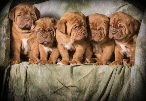 Dogue de Bordeaux Dog Breed Information French Mastiff Puppies, British Mastiff, Bordeaux Dog, Mastiff Breeds, Giant Dog Breeds, French Mastiff, Akc Breeds, Huge Dogs, Puppy Kisses