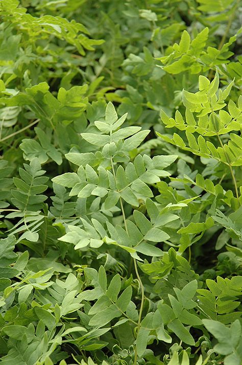 Royal Fern, Pine Garden, Landscape Nursery, Bog Garden, Shade Gardens, Tiny Plants, Fern Plant, Brown Flowers, Deck Patio