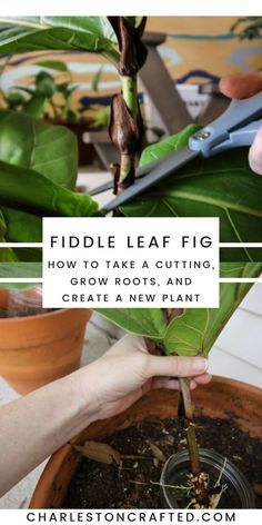 How To Care For A Fiddle Leaf Plant, How To Propagate Fiddle Leaf Tree, Fidel Leaf Plant, Fiddle Fig Propagation, Fiddle Leaf Propagation, Fiddle Leaf Tree Propagation, How To Propagate Fiddle Leaf Fig, Ficus Propagation, Plant Propagation Ideas