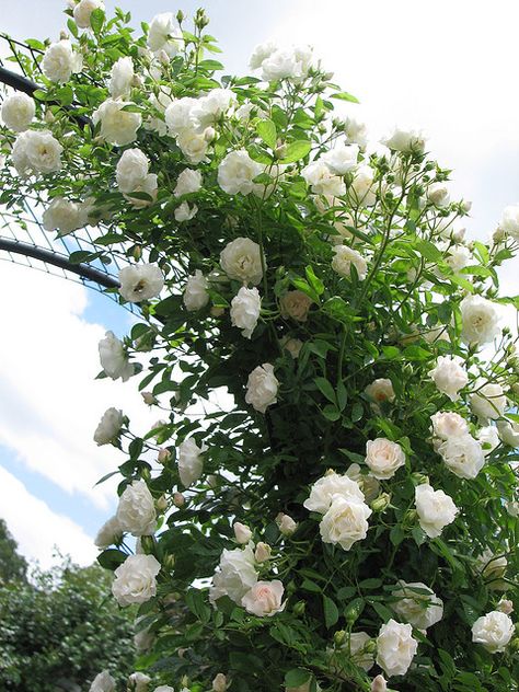 white climbing roses | Recent Photos The Commons Getty Collection Galleries World Map App ... New Dawn Climbing Rose, Climbing Roses Trellis, White Climbing Roses, Rose Plant Care, Climbing Flowers, Rose Trellis, Rose Seeds, Garden Arches, Meteor Garden 2018