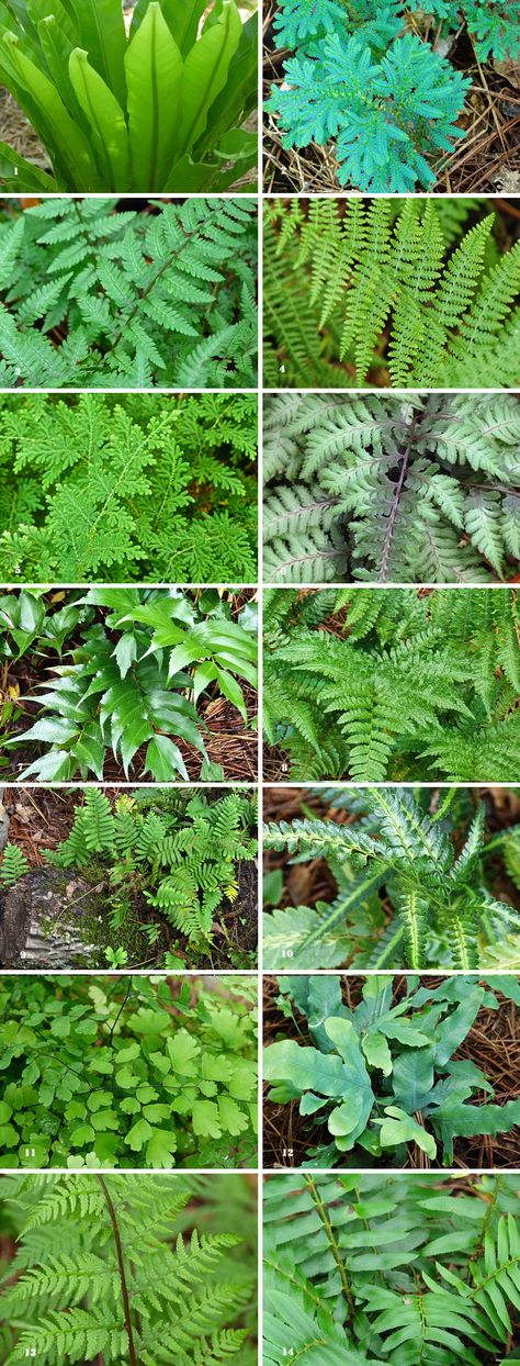 Successfully Growing Ferns in My Garden - Journal - Deb's Garden Blog Australian Fern Garden, Foxtail Fern Landscaping Ideas, Athyrium Niponicum, Dryopteris Erythrosora, Japanese Holly, Painted Fern, Holly Fern, Resurrection Fern, Autumn Fern