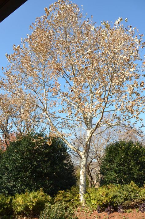 Mexican Sycamore Thrives In Warm Wet Locales | What Grows There :: Hugh Conlon, Horticulturalist, Professor, Lecturer, and Gardener Partial Shade Flowers, Texas Landscaping, Acer Rubrum, Autumn Leaf Color, Sycamore Tree, Dallas Arboretum, Shade Flowers, Acer Palmatum, South Of The Border