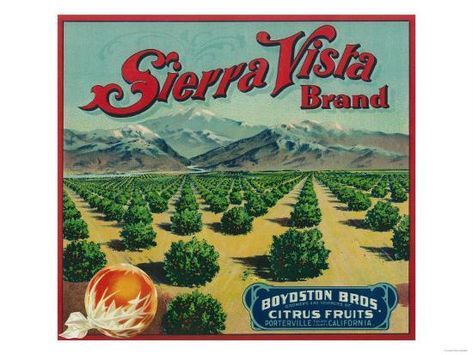 Sierra Vista Brand Citrus Crate Label - Porterville, CA Print by Lantern Press at AllPosters.com Porterville California, Orange Crate Labels, Vintage Fruit Crate Label, Vegetable Crate Labels, Fruit Labels, Vegetable Crates, Fruit Crate Label, Vintage Advertising Art, Vintage Crate