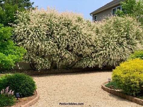 Tri Color Dappled Willow Shrub, Tri Colored Dappled Willow, Flamingo Dappled Willow Bush, Dappled Willow Shrub Landscaping, Dappled Willow Shrub, Dappled Willow Tree, Fiberglass Pool Cost, Willow Bush, Pool Cost