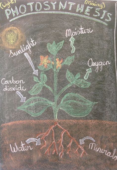 Class 5 botany / waldorf / board drawing Waldorf Botany, Botany Lessons, Ancient Greece Map, Waldorf Chalkboard, Chalkboard Drawing, Waldorf Curriculum, Blackboard Drawing, Steiner School, Plant Study