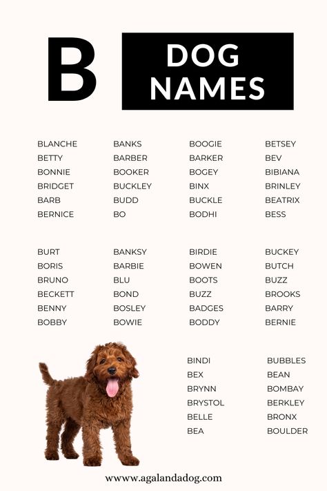 List of B Dog names. Cute Dogs Name, Male Dog Names Unique, Dog Symbolism, List Of Dog Names, Unique Dog Names, Old Lady Names, Male Dog Names, Dogs Names List, Jackson Name