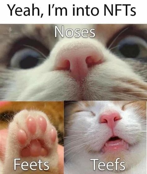 Cat Parenting, Cat Training, Cat Person, Funny Cat Pictures, Funny Animal Memes, Silly Cats, Happy Cat, Cute Little Animals, Animal Memes