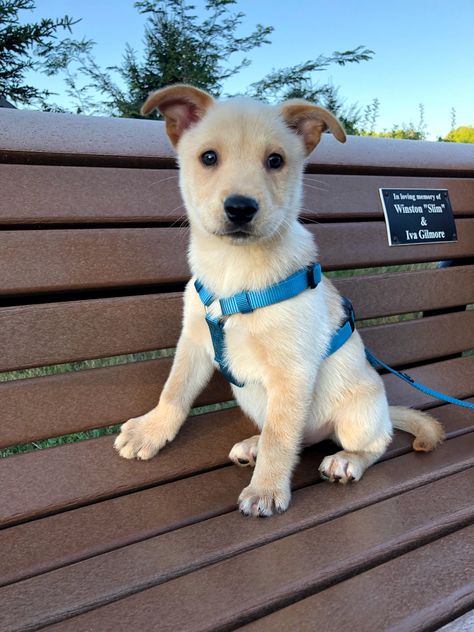 Husky and Labrador mix puppy Husky Lab Mix Dog, Husky Labrador Mix Dogs, Golden Retriever Mixed With Husky, Labrador Mix, Labrador Retriever Mix, Husky, Labrador Retriever, Labrador, Puppies