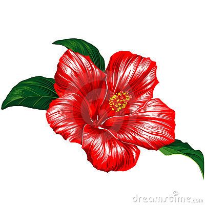 Hibiscus Flower - Puerto Rico Puerto Rican Flower, Hibiscus Clip Art, Hibiscus Image, Hawaiian Flower Tattoos, Red Hibiscus Flower, Hawaii Tattoos, H Tattoo, Antique Flowers, Hibiscus Tattoo