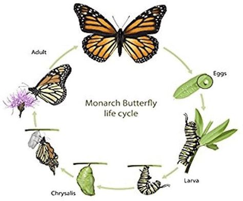 You should spend about 40 minutes on this task. The diagram shows the life cycle of a Monarch Butterfly Give reasons for your answer and include any relevant examples from your own knowledge or experience. Write at least 250 words. Sample Answer  The picture illustrates the various stages in the life of a Monarch Butterfly. Overall, there are 6 […] Monarch Butterfly Life Cycle, Cycle Drawing, Butterfly Meaning, Stages Of A Butterfly, Butterfly Metamorphosis, Animal Life Cycles, About Butterfly, Butterfly Quotes, Butterfly Template