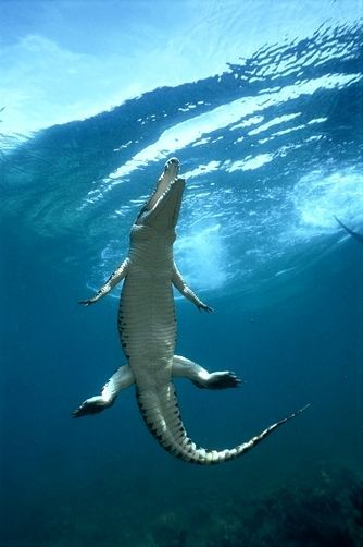 Saltwater Crocodile or Estuarine Crocodile (Crocodylus porosus) surfacing to breath, Oro Bay, Papua New Guinea by Mike Parry... Estuarine Crocodile, Crocodile Facts, Saltwater Crocodile, Under The Ocean, Water Life, New Guinea, Crocodiles, Reptiles And Amphibians, Ocean Creatures