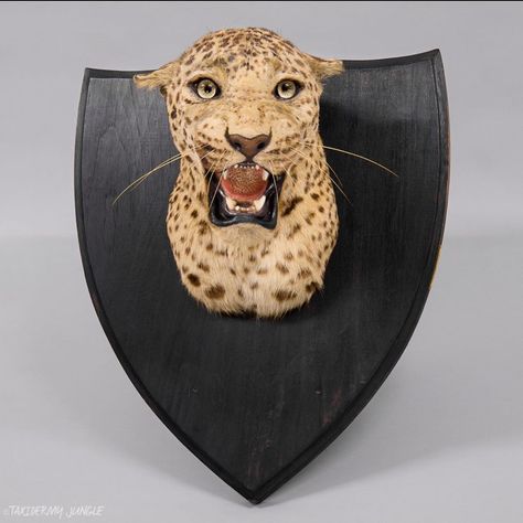 Taxidermy Jungle on Instagram: “Taxidermy Leopard Head by Van Ingen SOLD  Indian Leopard head hunting-trophy of superb quality, preserved and mounted by the master big cat…” Indian Leopard, Vintage Taxidermy, Trophy Head, Leopard Head, Fake Animals, Lyric Art, Big Cat, Mens Hairstyles Short, Hairstyles Short