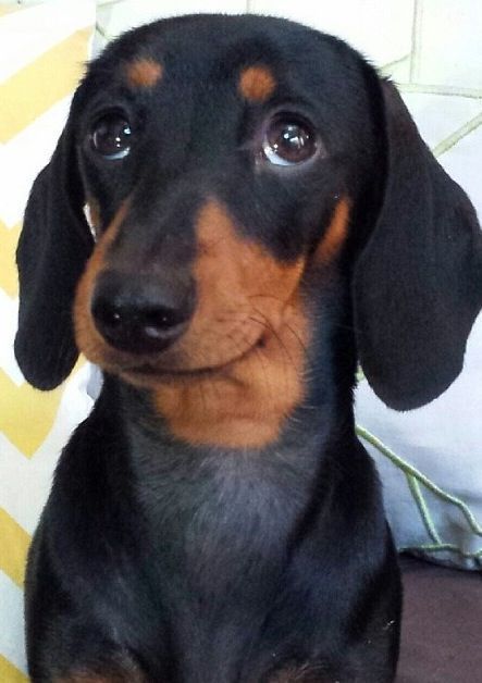 14 Reasons Dachshunds Are The Worst Indoor Dog Breed Of All Time – The Paws Dachshund Funny, 강아지 그림, Funny Dachshund, Indoor Dog, Weenie Dogs, Dachshund Lovers, Dachshund Puppies, Dachshund Love, Weiner Dog