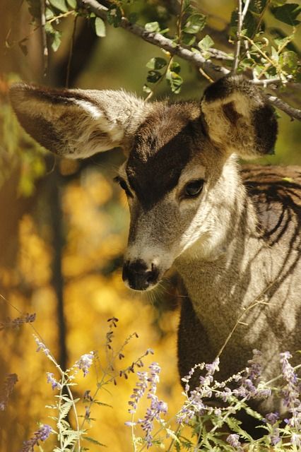 Female Deer With Antlers, Deer Poses Reference, Creepy Deer, Deer At Night, Deer Female, Deer Character, Female Elk, Fawn Animal, Herd Of Deer