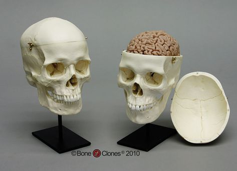 Skulls and Brains Skull With Brain, Skull And Brain, Real Brain, Human Skull Anatomy, Brain Diagram, Skull Anatomy, Human Male, Human Skull, Female Human