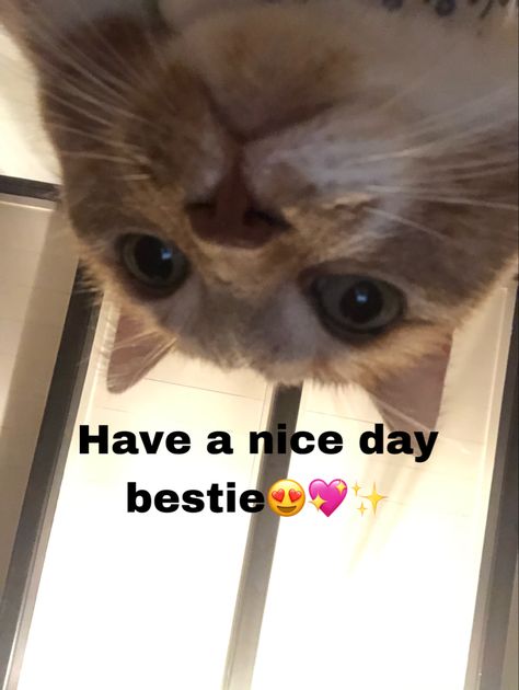 Ily Bestie Reaction Pic, Bestie Memes Funny, Bestie Stickers, Bestie Meme, Cat Besties, Wholesome Reaction, Hi Sticker, Hi Meme, Hi Cat