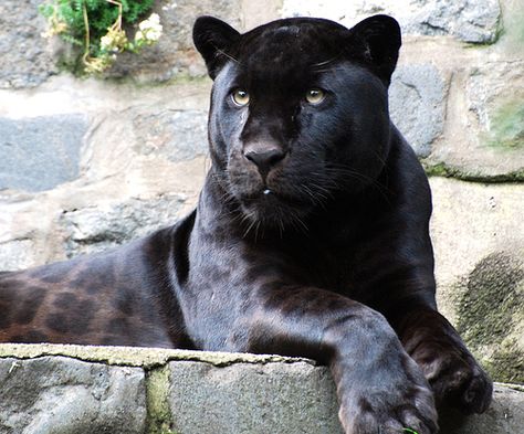 black lion animal - Bing Images Black Lioness, Lion King Images, Black Panther King, Black Panther Tattoo, Black Doberman, Panther Leopard, Black Jaguar, Black Lion, Black Panthers