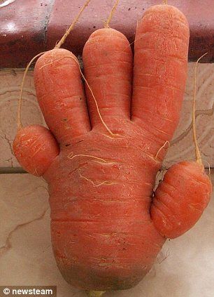 There are more carrots in hand shape. Click and see. Funny :) Weird Fruit, Funny Vegetables, Strange Fruit, Unique Fruit, Matka Natura, Weird Plants, Food Shapes, Funny Fruit, Weird Shapes