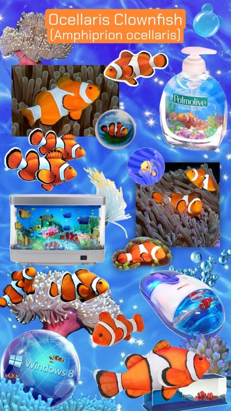 Ocellaris Clownfish collage #clownfish #fish #seaanemone #biology #marinebiology #seaanimals #frutigeraero #water Ocellaris Clownfish, Frutiger Aero, Sea Anemone, Clownfish, Marine Biology, Clown Fish, Windows 8, Sea Animals, Biology