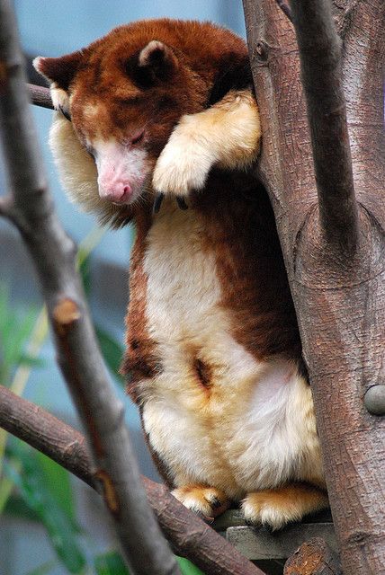 Tree Kangaroo, Interesting Animals, Unusual Animals, Rare Animals, Pretty Animals, Australian Animals, Silly Animals, Cane Corso, Unique Animals