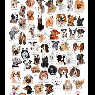 Kimmi Dallimore (@kimmithehat) • Instagram photos and videos Dog Breeds Chart, Dog Types, Types Of Dogs Breeds, Different Types Of Dogs, Fruit Art Print, Illustration Dog, Dog Varieties, Type Illustration, Dog Hacks