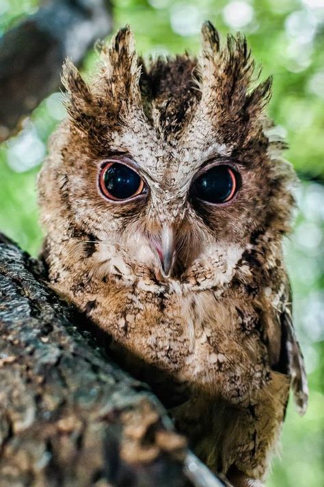 10401493_667136016703665_722389246317331918_n Prague Zoo, Scops Owl, Awesome Owls, Nocturnal Birds, Owl Photos, Baby Owl, Hoot Owl, Owl Pictures, Beautiful Owl