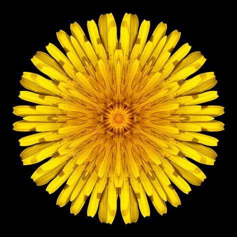 Dandelion Pictures, Geometry In Nature, Macro Flower, Dandelion Flower, David J, Floral Image, Flower Mandala, Natural Forms, Mellow Yellow