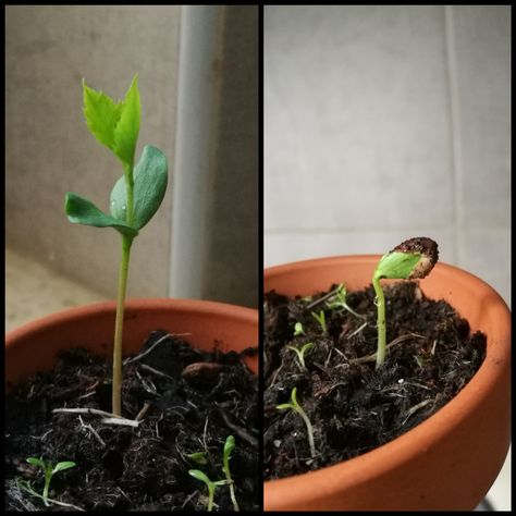 Growing an apple tree from a seed. This happened within 2 weeks. Apple Tree From Seed, Seed Growing, Gardening Tools Names, Starting A Vegetable Garden, Apple Seeds, Gardening Gloves, Easy Garden, Apple Tree, Gardening For Beginners