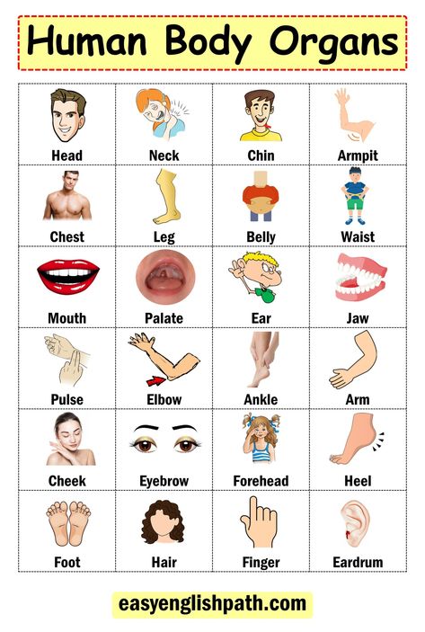 Human Body Organs in English | Parts of the Body. Parts of the Body Internal