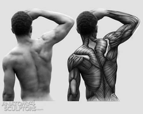 Anatomy Muscles, Human Muscle Anatomy, Human Anatomy Reference, Body Male, Human Anatomy For Artists, Anatomy Practice, Man Anatomy, Anatomy Tutorial, Human Anatomy Drawing