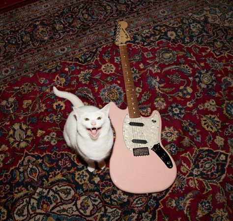 *slow heavy metal music playing* Dog Matching Pfp, Kitten Lady, Metal Music, Your Pet, Matching Pfp, Heavy Metal, A Photo, Guitar, Tumblr