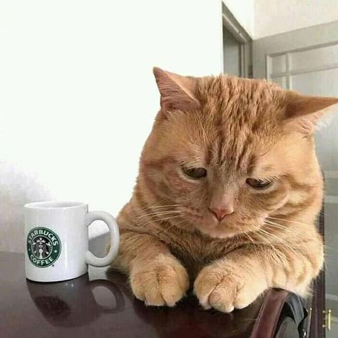 A sad looking cat but own so much love ❤️ #lovely  #lovelycats  #cute #cutecats  #pets  #pet  #cats  #cat  #catsanddogs  #love #funny #funnypictures #sad #sadness Cat And Coffee, But At What Cost, Dog Cold, Cat Activity, Orange Cats, Red Cat, Cat Aesthetic, Cute Cats And Dogs, Orange Cat