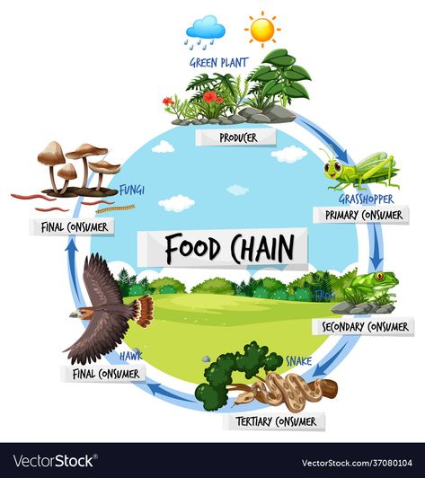 Food Chain Diagram, Cartoon Food, Motorcycle Illustration, Food Web, Concept Illustration, Step Up Dance, Cartoon Character Pictures, Phonics Worksheets, Food Chain