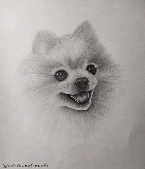 Pomeranian puppy drawing by adria_artworks Pomeranian Drawing Sketches, Puppy Sketch Pencil Drawings, Pomeranian Drawing Simple, Puppy Drawing Realistic, Pomeranian Drawings, Puppy Drawing Sketches, Pomeranian Puppy Drawing, Dog Drawing Sketches, Pomeranian Sketch