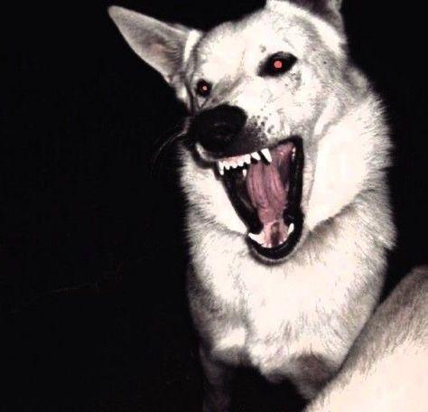 Seth Capella, Zodiac Academy Aesthetic, Dog Poetry, Academy Aesthetic, Angry Dog, Zodiac Academy, Dog Motif, Scary Dogs, Scary Animals