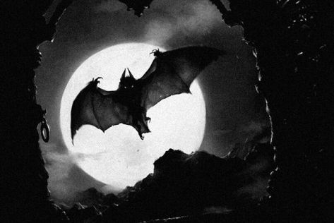 Full Moon, A Black, Bat, Moon, Black And White, Tumblr, White, Black