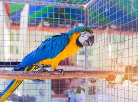 Pet Macaw, Macaw Cage, Flight Cage, Large Bird Cages, Parrot Cage, Pet Safe, Bird Cage, Parrot, Birds