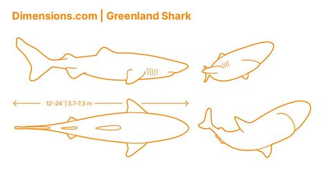 Greenland Shark Tattoo, Greenland Shark, Shark Books, Sea Creatures Drawing, Arctic Char, Small Eyes, Species Of Sharks, Shark Drawing, Wood Craft Patterns