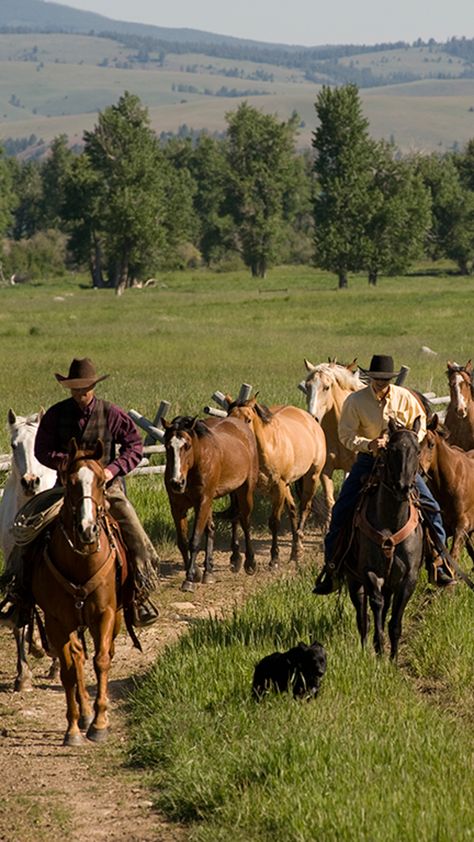 In the legendary Montana ranch land, The Ranch at Rock Creek spans over 2,500 hectares of lush meadows and rolling foothills, framed by distant snow-capped peaks. Ranch In Colorado, Ranch In The Mountains, Texas Ranch Aesthetic, Montana Ranch Aesthetic, Montana Ranch House, Ranch Aesthetic, Utah Ranch, Montana Aesthetic, Montana Life