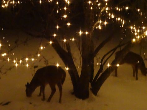 Deer In Headlights, Christmas Feeling, Winter Wonder, Winter Aesthetic, Brigitte Bardot, Christmas Aesthetic, Winter Time, Winter Christmas, The Snow